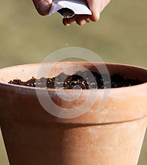 Sowing seeds in to the pot