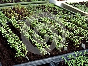 Seedlings for transplanting