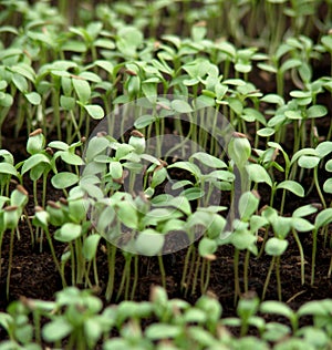 Sowing time - young vegetable germ