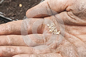 Sowing Tomato Seeds into Soil.