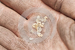 Sowing Tomato Seeds into Soil.