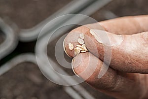 Sowing Tomato Seeds into Soil.