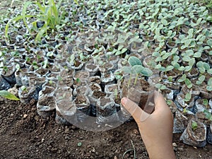 sowing watermelon plant seeds