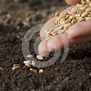 Sowing wheat