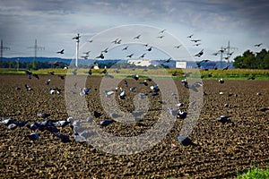 Sowing of winter crops and feeding on sown field of gray pigeons