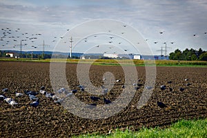 Sowing of winter crops and feeding on sown field of gray pigeons