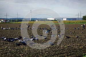 Sowing of winter crops and feeding on sown field of gray pigeons