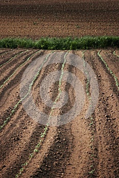 Sown field photo