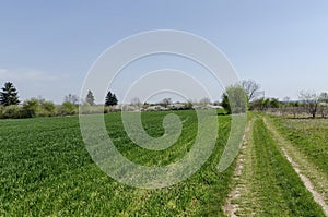 Sown wheat field and blossom trees in spring photo