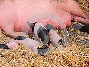 Sows in lactation, suckling pig