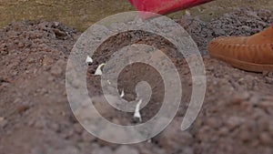 Sows Onion Seedlings