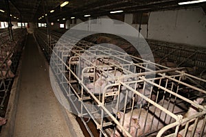 Sows in stable at an industrial animal farm