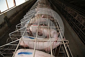 Sows in stable at an industrial animal farm