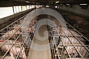 Sows in stable at an industrial animal farm