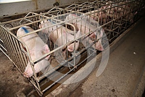 Sows in stable at an industrial animal farm