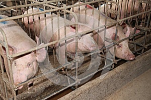 Sows living in stable at an industrial animal farm