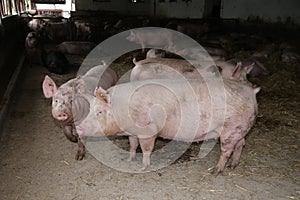 Sows living in stable at an industrial animal farm