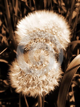 Sowthistle fluff in field