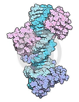 Sox2 (HMG domain) and Oct-1 (POU domain) transcription factors, bound to DNA. 3D rendering based on protein