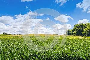 Soy bean and corn field