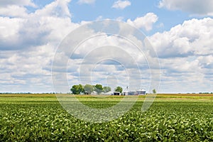 Soy bean and corn field