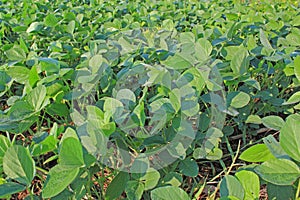 Soy Bean Field