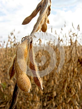 Soy bean field