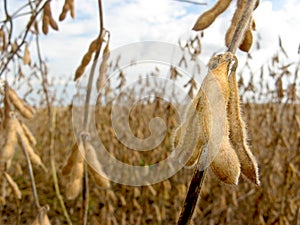 Soy bean field