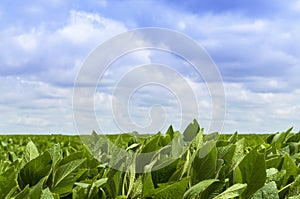 Soy bean field