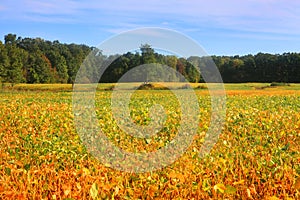 Soy bean fields photo