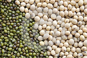 Soy bean,green bean photo