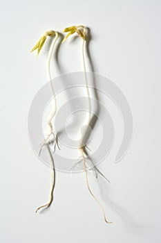 Soy bean outbreak. Life growing from seed