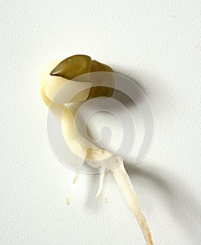 Soy bean outbreak. Life growing from seed