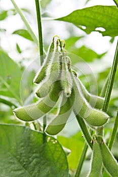 Soy bean plant