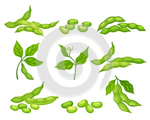 Soy Bean Plant with Ripe Pods and Green Leaves Vector Set