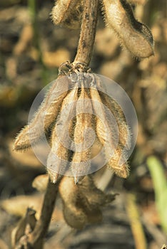 Soy Bean Pods