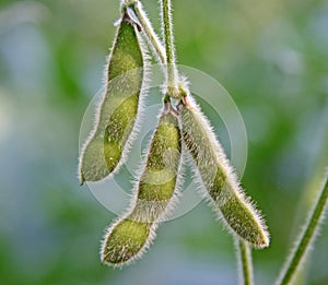 Soy bean pods photo