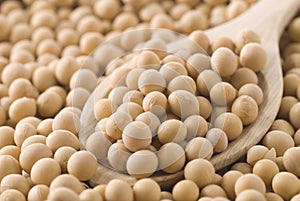 Soy Beans