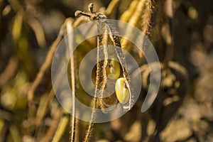 Soy beans field img