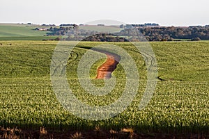 Soy Beans Fields in Rio Grande do Sul Brazil photo