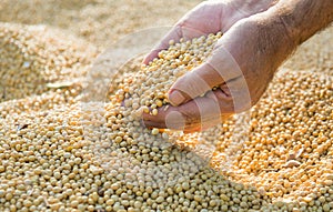 Soy beans after harvest