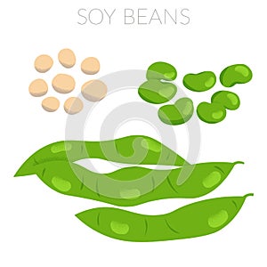 Soy beans illustration dried beans edamame premature beans and beans in pods