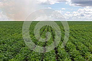 Soy crop field rows on a sunny day