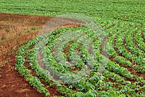 Soy Field