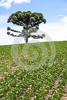 Soy field and Araucaria tree