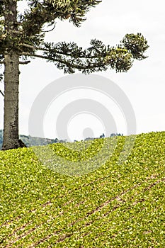 Soy field and Araucaria tree