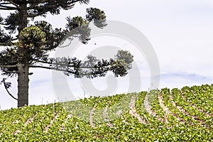 Soy field and Araucaria tree