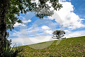 Soy field and Araucaria tree