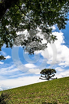 Soy field and Araucaria tree