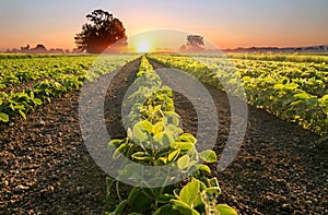 Soy field and soy plants growing in rows, at sunset